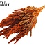 Gedroogde Amaranthus | Kleur: Oranje | Kattenstaart Droogbloemen | Lengte ± 60 centimeter | Per bos