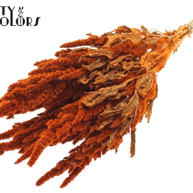 Getrockneter Amaranthus | Farbe: Orange | Katzenschwanz Trockenblumen | Länge ± 60 Zentimeter | Pro Bund