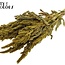 Gedroogde Amaranthus | Kleur: Geel | Kattenstaart Droogbloemen | Lengte ± 60 centimeter | Per bos