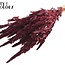 Gedroogde Amaranthus | Kleur: Bordeauxrood | Kattenstaart Droogbloemen | Lengte ± 60 centimeter | Per bos