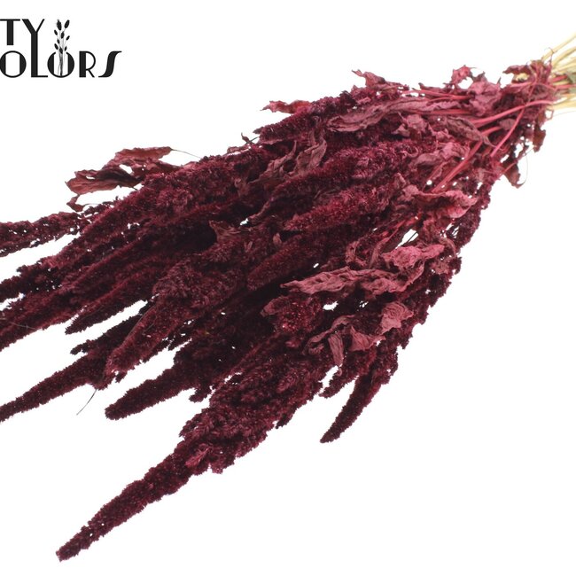 Getrockneter Amaranthus | Farbe: Bordeauxrot | Katzenschwanz Trockenblumen | Länge ± 60 Zentimeter | Pro Bund