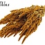 Gedroogde Amaranthus | Kleur: Abrikooskleurig | Kattenstaart Droogbloemen | Lengte ± 60 centimeter | Per bos