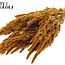 Gedroogde Amaranthus | Kleur: Abrikooskleurig | Kattenstaart Droogbloemen | Lengte ± 60 centimeter | Per bos
