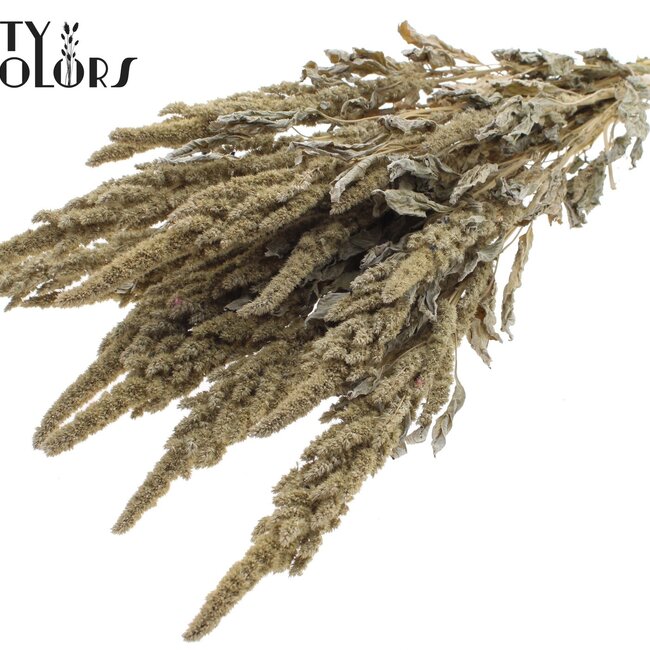 Getrockneter Amaranthus | Farbe: Weiß | Katzenschwanz Trockenblumen | Länge ± 60 Zentimeter | Pro Bund