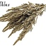 Gedroogde Amaranthus | Kleur: Wit | Kattenstaart Droogbloemen | Lengte ± 60 centimeter | Per bos
