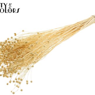 QC Getrockneter Flachs | Farbe: Gebleicht | Linum Trockenblumen | Länge ± 70 Zentimeter | Pro Bund