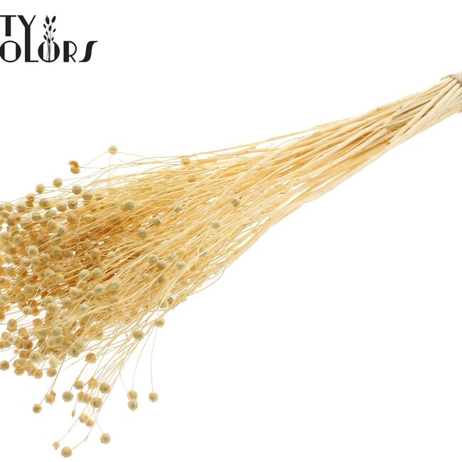 Gedroogd Vlas | Kleur: Gebleekt | Linum Droogbloemen | Lengte ± 70 centimeter | Per bos