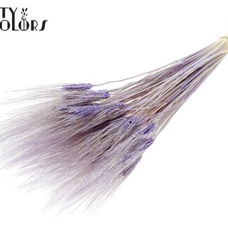 QC Gedroogde Baardtarwe | Kleur: Intens Milkapaars | Triticum Beard Droogbloemen | Lengte ± 70 centimeter | Per bos
