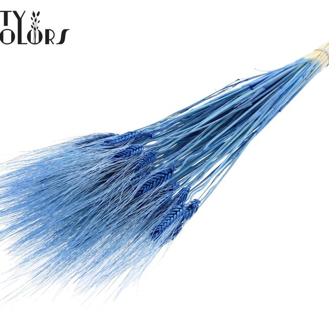 Getrockneter Bartweizen | Farbe: Intensiv Blau | Triticum Bart Trockenblumen | Länge ± 70 Zentimeter | Pro Bund
