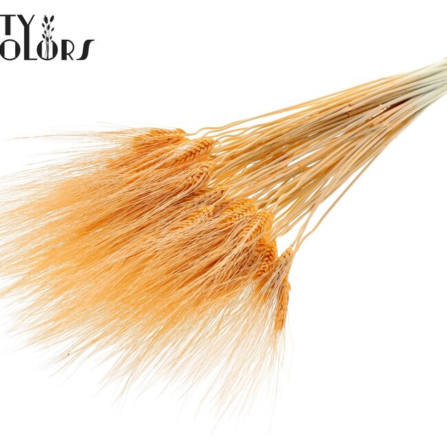 Blé Barbu Séché | Couleur : Saumon Intense | Triticum Barbu Fleurs Séchées | Longueur ± 70 centimètres | Par bouquet