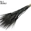 Gedroogde Baardtarwe | Kleur: Intens Zwart | Triticum Beard Droogbloemen | Lengte ± 70 centimeter | Per bos