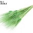 Gedroogde Baardtarwe | Kleur: Intens Mintgroen | Triticum Beard Droogbloemen | Lengte ± 70 centimeter | Per bos