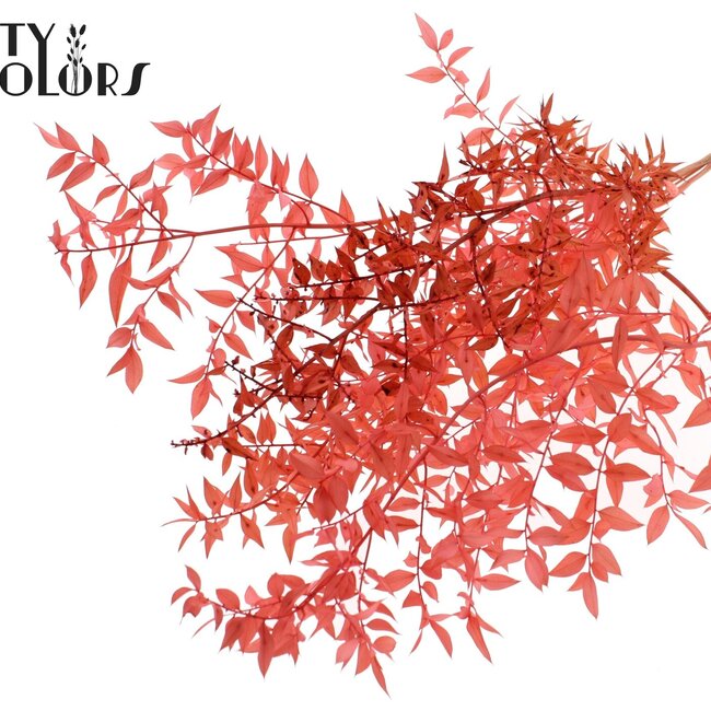 Dried Ruscus | Colour: Coral | Ruscus Dried Flowers | Length ± 70 centimetres | 10 stems per bunch | Per bunch