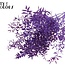 Ruscus séché | Couleur : Violet | Fleurs séchées de Ruscus | Longueur ± 70 centimètres | 10 tiges par bouquet | Par bouquet