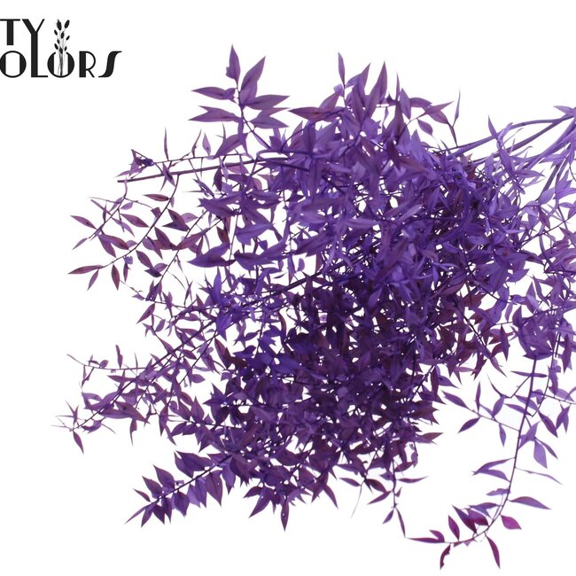 Gedroogde Ruscus | Kleur: Paars | Ruscus Droogbloemen | Lengte ± 70 centimeter | 10 takken per bos | Per bos