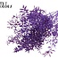Ruscus séché | Couleur : Violet | Fleurs séchées de Ruscus | Longueur ± 70 centimètres | 10 tiges par bouquet | Par bouquet