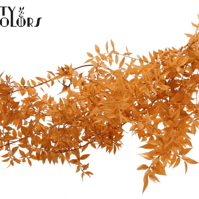 Dried Ruscus | Colour: Salmon | Ruscus Dried Flowers | Length ± 70 centimetres | 10 stems per bunch | Per bunch