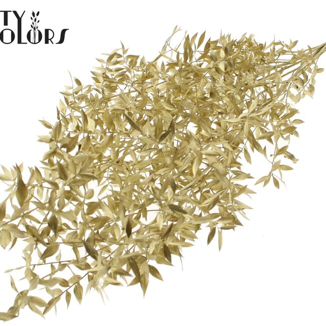 Ruscus séché | Couleur : Doré | Fleurs séchées de Ruscus | Longueur ± 70 centimètres | 10 branches par bouquet | Par bouquet