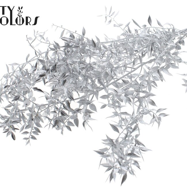 Gedroogde Ruscus | Kleur: Zilverkleurig | Ruscus Droogbloemen | Lengte ± 70 centimeter | 10 takken per bos | Per bos