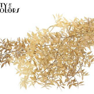 QC Ruscus séché | Couleur : Blanc Naturel | Fleurs séchées de Ruscus | Longueur ± 70 centimètres | Par 50 branches