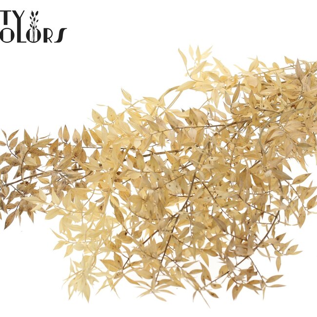 Gedroogde Ruscus | Kleur: Naturelle Wit | Ruscus Droogbloemen | Lengte ± 70 centimeter | Per 50 takken