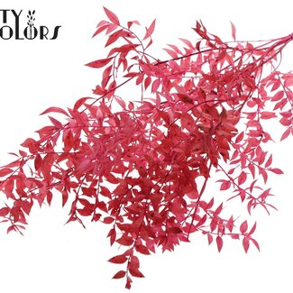 QC Dried Ruscus | Colour: Cherry-coloured | Ruscus Dried Flowers | Length ± 70 centimetres | 10 stems per bunch | Per bunch