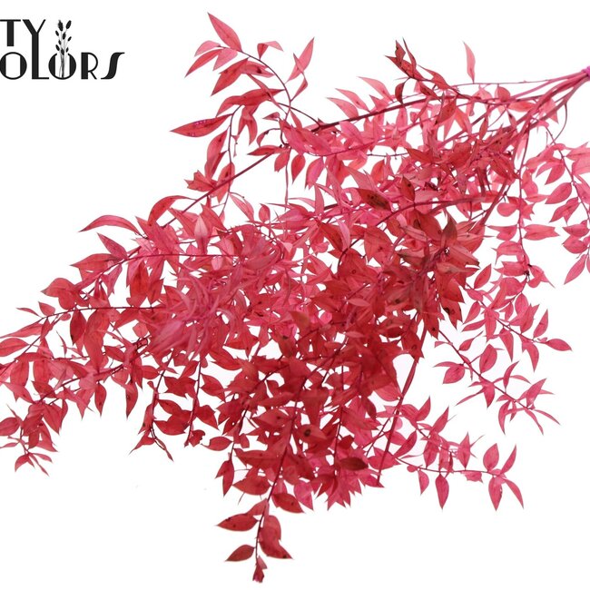Ruscus séché | Couleur : Cerise | Fleurs séchées de Ruscus | Longueur ± 70 centimètres | 10 tiges par bouquet | Par bouquet