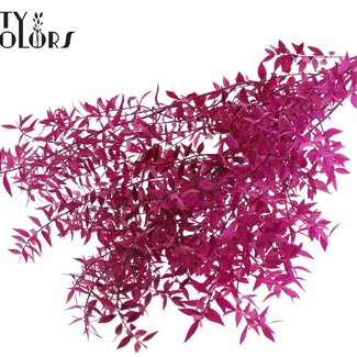 QC Dried Ruscus | Colour: Lilac | Ruscus Dried Flowers | Length ± 70 centimetres | 10 stems per bunch | Per bunch