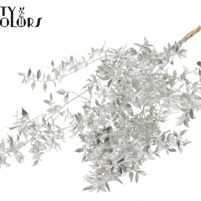 Ruscus séché | Couleur : Platine | Fleurs séchées de Ruscus | Longueur ± 70 centimètres | 10 branches par bouquet | Par bouquet