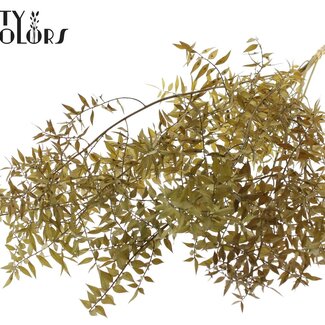 QC Ruscus séché | Couleur : Vert olive | Fleurs séchées de Ruscus | Longueur ± 70 centimètres | 10 tiges par bouquet | Par bouquet