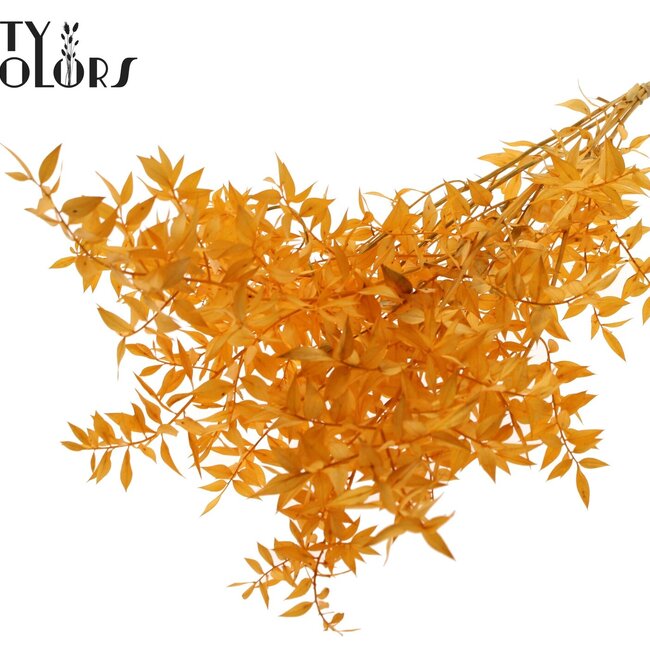 Dried Ruscus | Colour: Apricot | Ruscus Dried Flowers | Length ± 70 centimetres | 10 stems per bunch | Per bunch