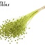 Gedroogd Vlas | Kleur: Intens Lichtgroen | Linum Droogbloemen | Lengte ± 70 centimeter | Gewicht 100 gram | Per bos