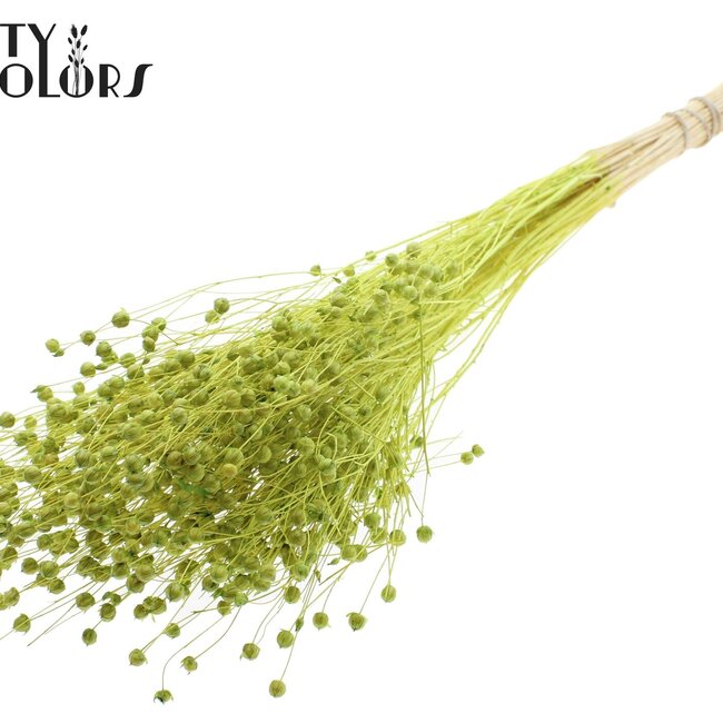 Getrockneter Flachs | Farbe: Intensives Hellgrün | Linum Trockenblumen | Länge ± 70 Zentimeter | Gewicht 100 Gramm | Pro Bund