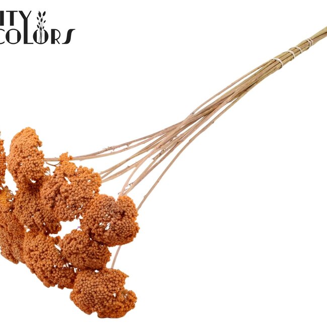 Dried Yarrow | Colour: Frosted Salmon | Achillea Dried Flowers | Length ± 60 centimetres | 15 stems per bunch | Per bunch