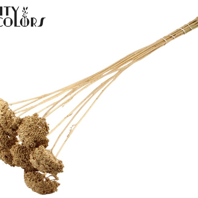 Achillée séchée | Couleur : Doré antique | Achillea fleurs séchées | Longueur ± 60 centimètres | 15 tiges par bouquet | Par bouquet