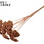 Dried Yarrow | Colour: Copper | Achillea Dried Flowers | Length ± 60 centimetres | 15 stems per bunch | Per bunch
