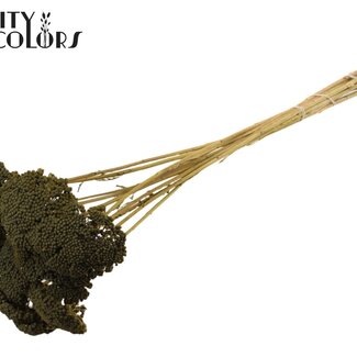 QC Dried Yarrow | Colour: Olive Green | Achillea Dried Flowers | Length ± 60 centimetres | 15 stems per bunch | Per bunch