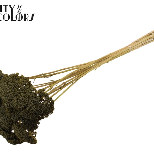 Dried Yarrow | Colour: Olive Green | Achillea Dried Flowers | Length ± 60 centimetres | 15 stems per bunch | Per bunch