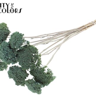 QC Dried Yarrow | Colour: Frosted Light Blue | Achillea Dried Flowers | Length ± 60 centimetres | 15 stems per bunch | Per bunch