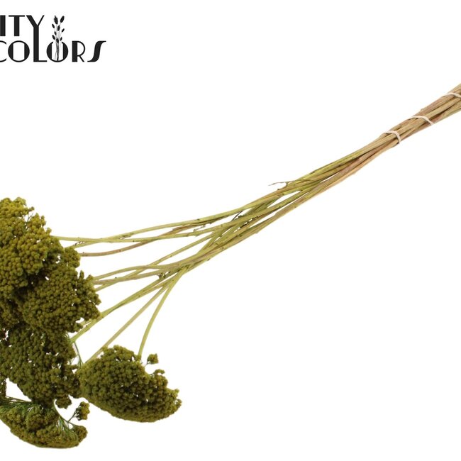 Getrocknetes Schafgarbe | Farbe: Hellgrün | Achillea Trockenblumen | Länge ± 60 Zentimeter | 15 Stiele pro Bund | Pro Bund