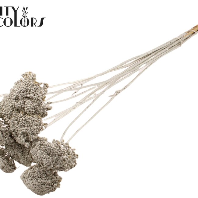 Dried Yarrow | Colour: Platinum | Achillea Dried Flowers | Length ± 60 centimetres | 15 stems per bunch | Per bunch