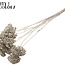 Achillée séchée | Couleur : Platine | Achillea Fleurs séchées | Longueur ± 60 centimètres | 15 tiges par bouquet | Par bouquet