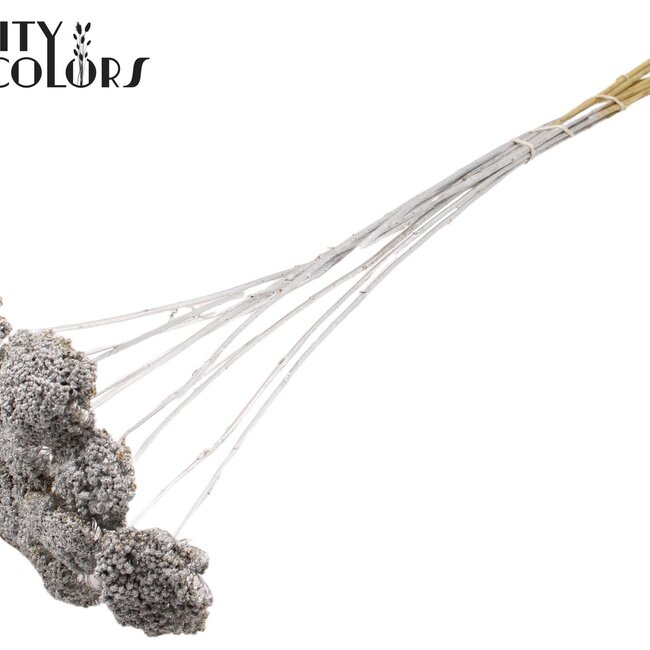 Dried Yarrow | Colour: Silver | Achillea Dried Flowers | Length ± 60 centimetres | 15 stems per bunch | Per bunch