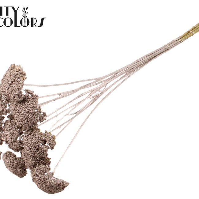 Gedroogd Duizendblad | Kleur: Champagne | Achillea Droogbloemen | Lengte ± 60 centimeter | 15 stelen per bos | Per bos