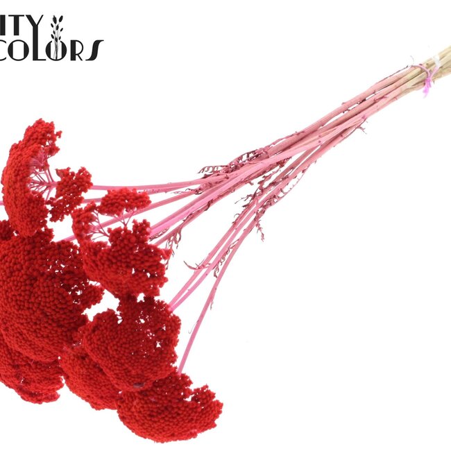 Achillée séchée | Couleur : Corail | Achillea Fleurs séchées | Longueur ± 60 centimètres | 15 tiges par bouquet | Par bouquet