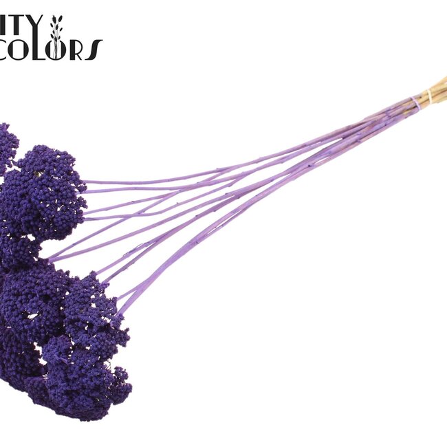 Gedroogd Duizendblad | Kleur: Frosted Paars | Achillea Droogbloemen | Lengte ± 60 centimeter | 15 stelen per bos | Per bos