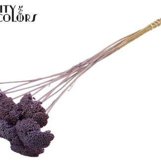 QC Gedroogd Duizendblad | Kleur: Frosted Milka Paars | Achillea Droogbloemen | Lengte ± 60 centimeter | 15 stelen per bos | Per bos