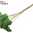 Gedroogd Duizendblad | Kleur: Frosted Mintgroen | Achillea Droogbloemen | Lengte ± 60 centimeter | 15 stelen per bos | Per bos