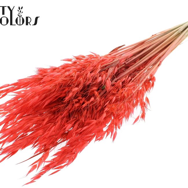 Dried Wild Oats | Colour: Coral | Wild Avena Dried Flowers | Length ± 70 centimetres | Weight 100 grams | Per bunch