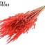 Avoine Sauvage Séchée | Couleur : Corail | Fleurs Séchées Avena Sauvage | Longueur ± 70 centimètres | Poids 100 grammes | Par bouquet